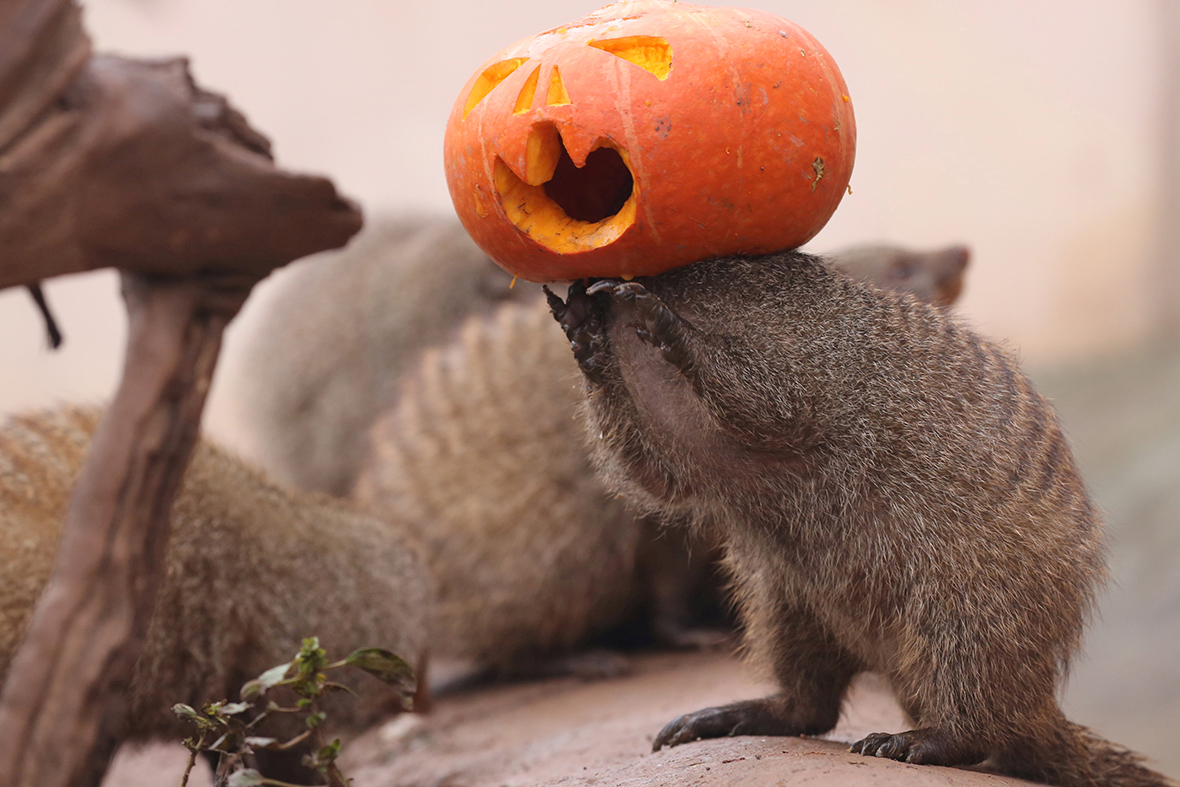 Halloween mongoose