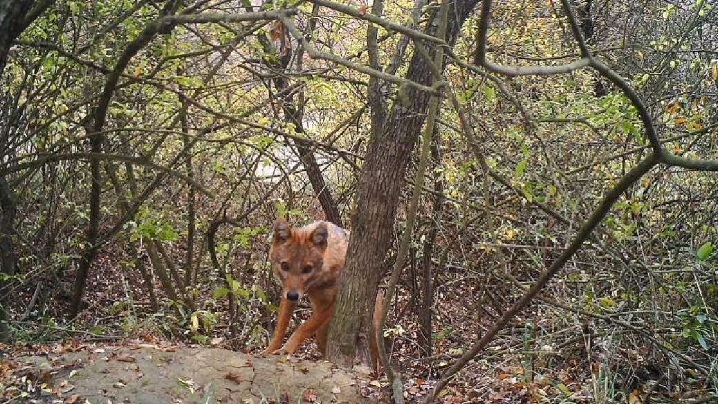 Golden jackal Golden jackal