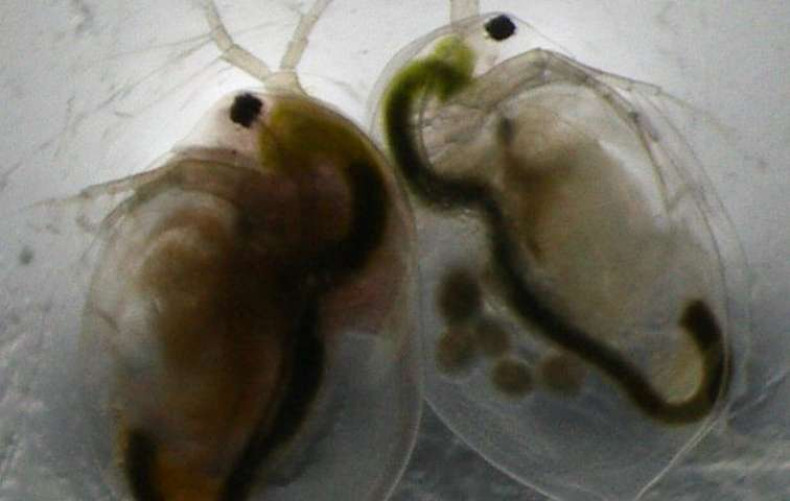 water flea reproduction