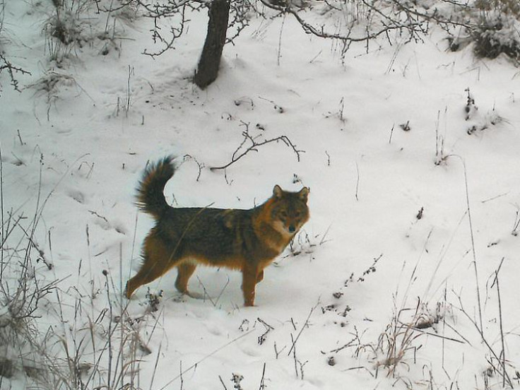 Golden jackal