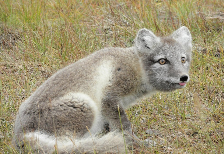 Arctic fox