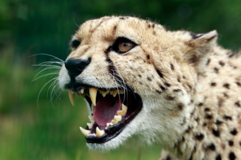 cheetah conservation