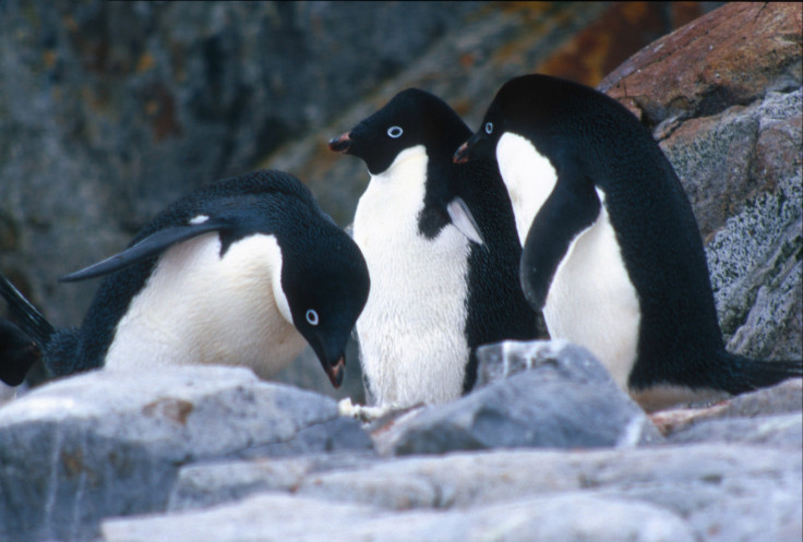 Adélie penguins