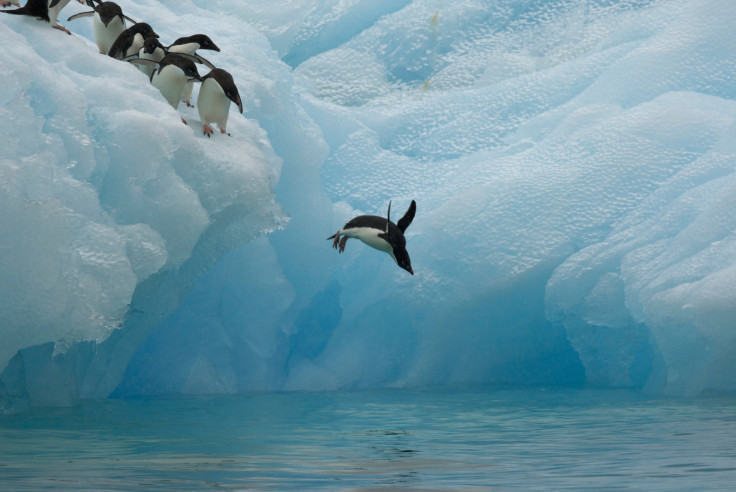 Adélie penguins