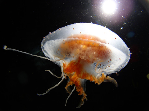 Antarctic jellyfish