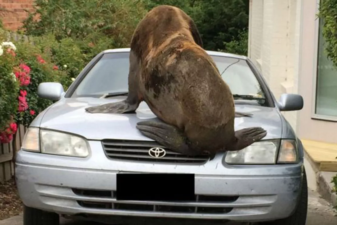 Australia: Fur seal that made headlines after getting photographed on top of a car returns to wild - Vimarsana News