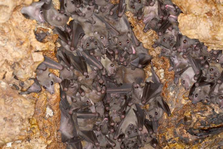 Egyptian bats