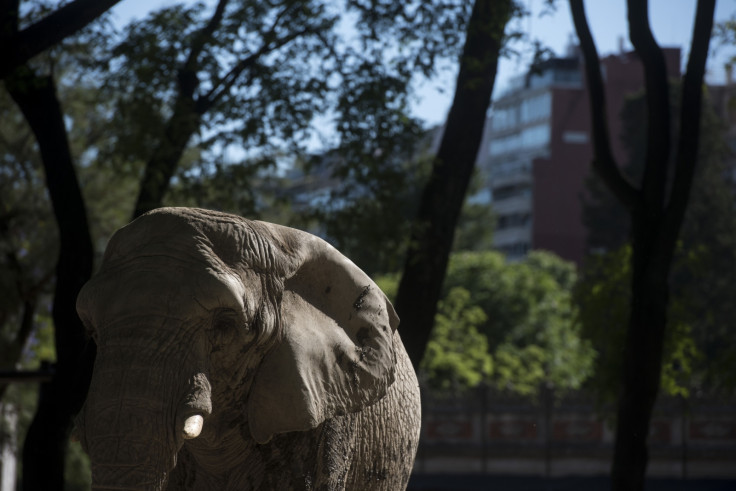 Asian elephant in Buenos Aires