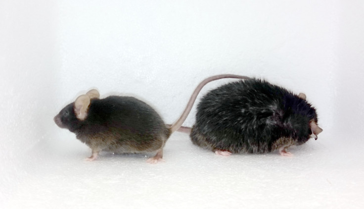 mice obesity