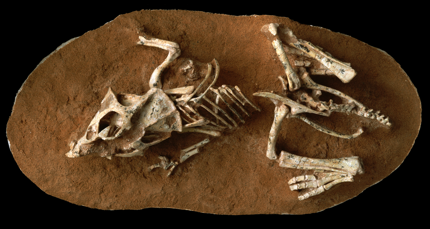 Dinosaur Eggs: Slow Hatching Eggs Made Dinosaurs Go Extinct When ...