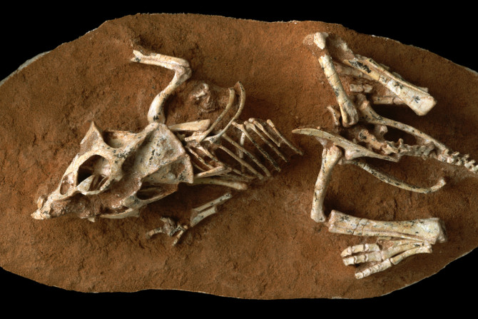 Protoceratops andrewsi hatchling