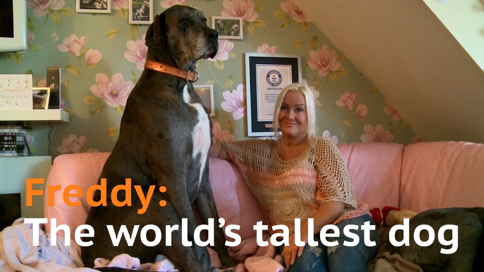 Meet Freddy the world's tallest dog
