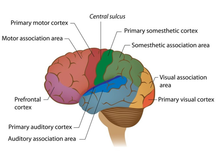 prefrontal cortex