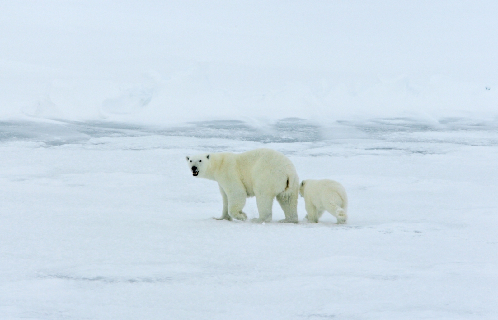 Polar bear family