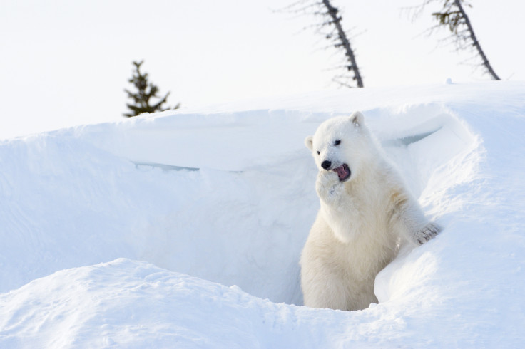 Polar bear cub