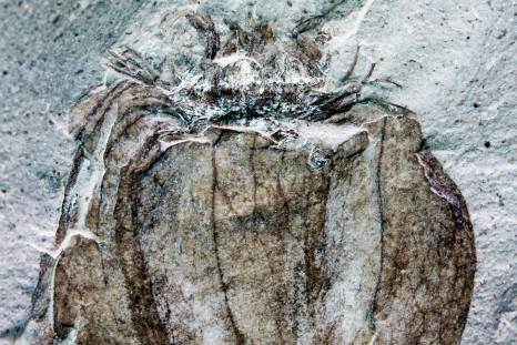 Fossil fruit