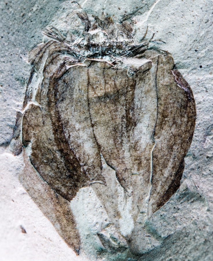Fossil fruit