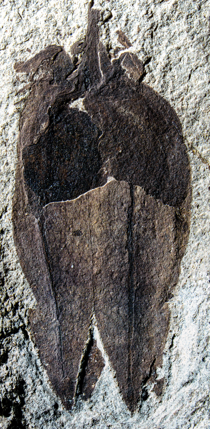 Fossil fruit