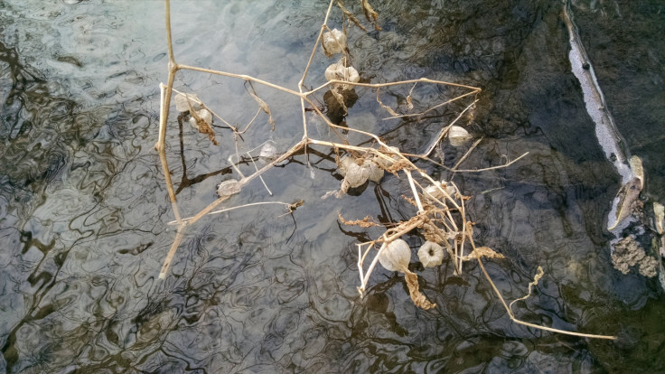 Fossil fruit