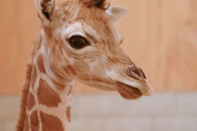 Giraffe Aukland zoo