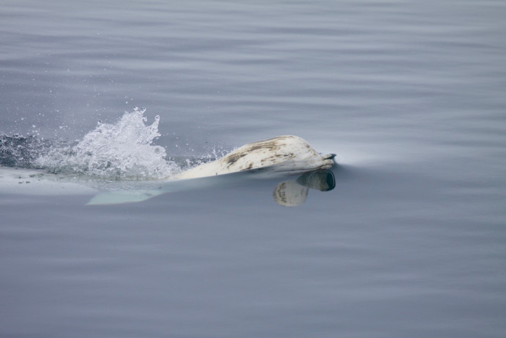Beluga whale migration