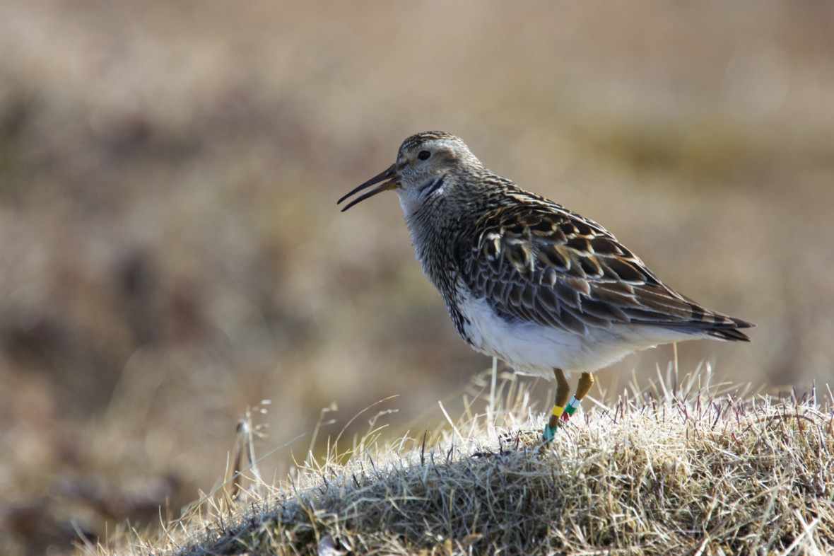 migratory bird reproduction migratory bird reproduction