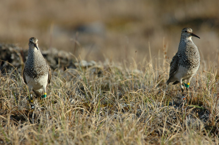 migratory bird reproduction