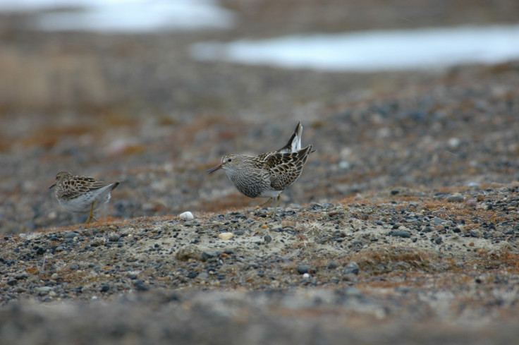 migratory bird reproduction