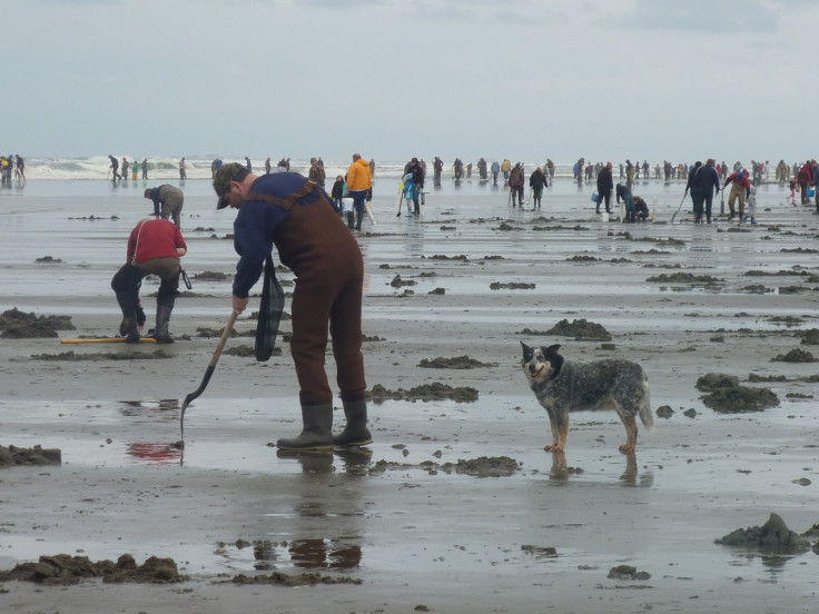 Clam harvesters