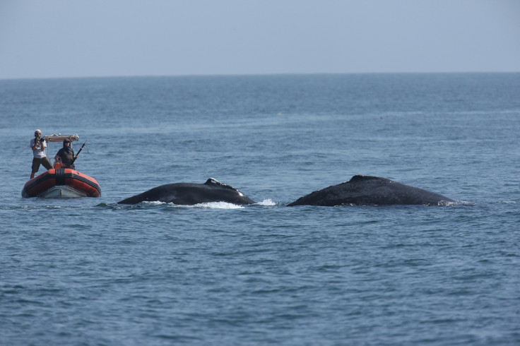 humpback whale