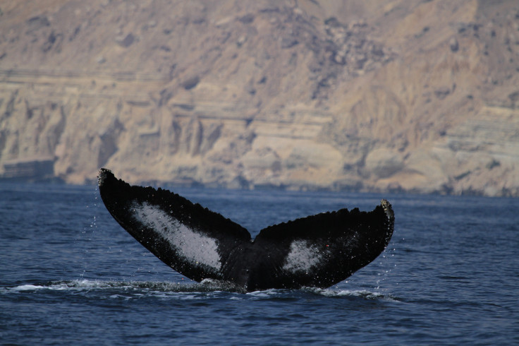 humpback whale