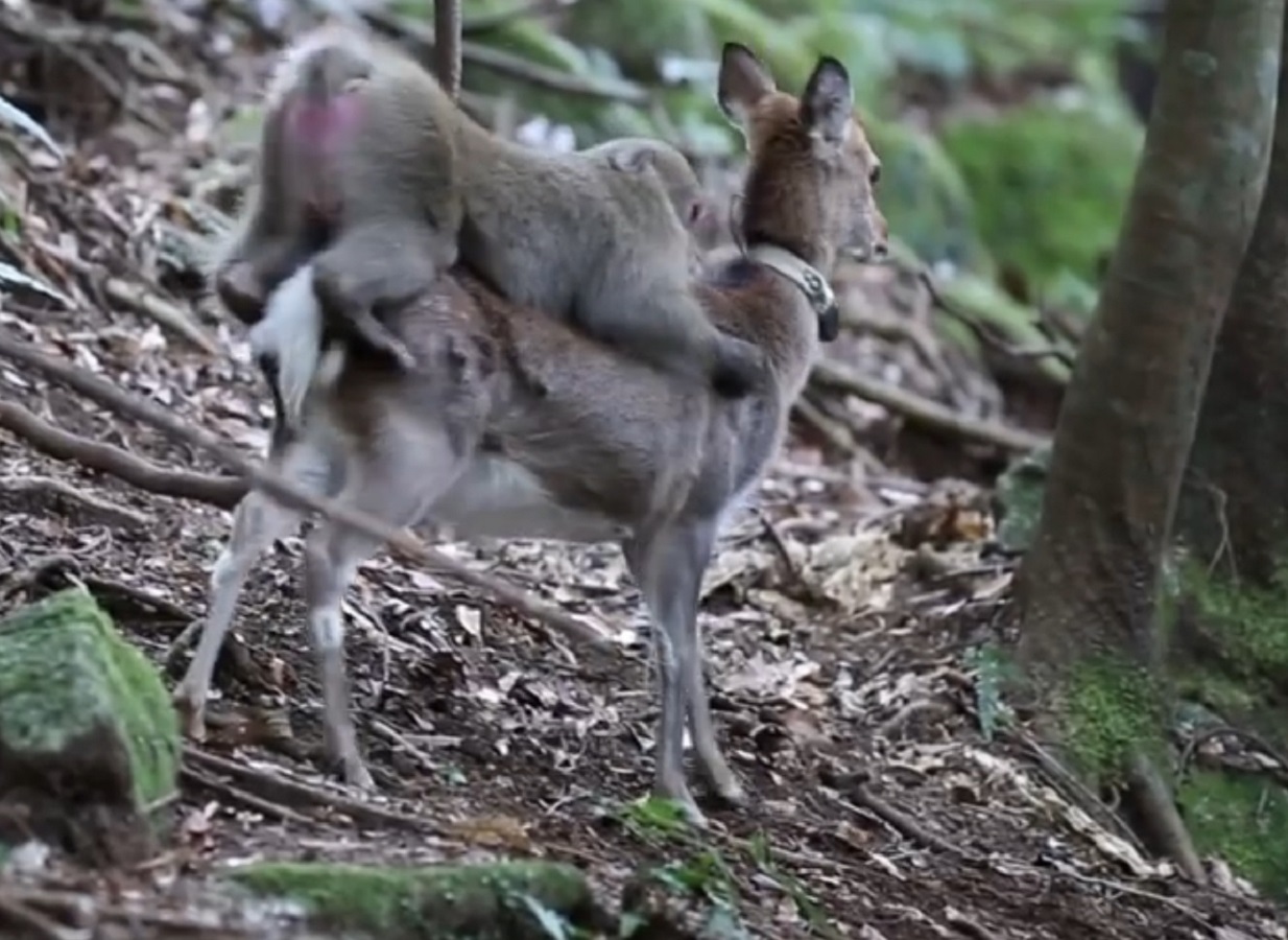 Monkey trying to have sex with a deer recorded by scientists