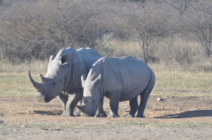 white rhino