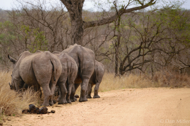 white rhino