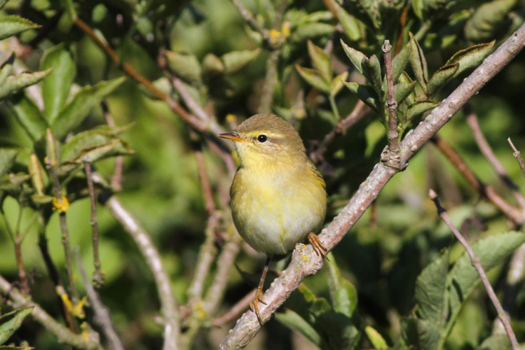 Willow warbler