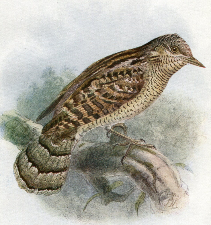 Wryneck