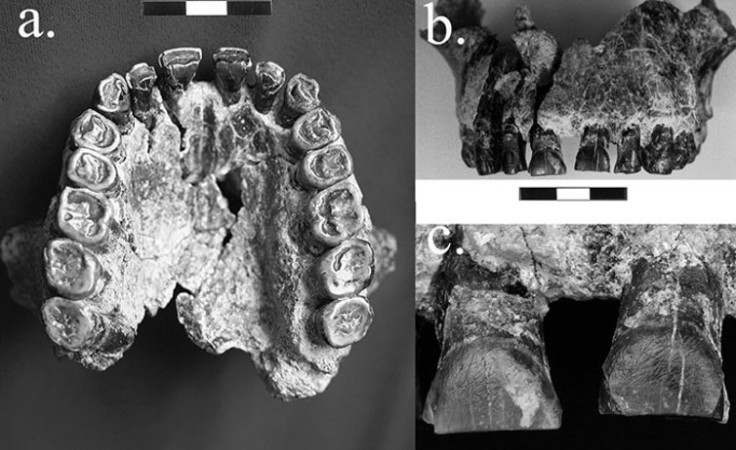 Homo habilis 