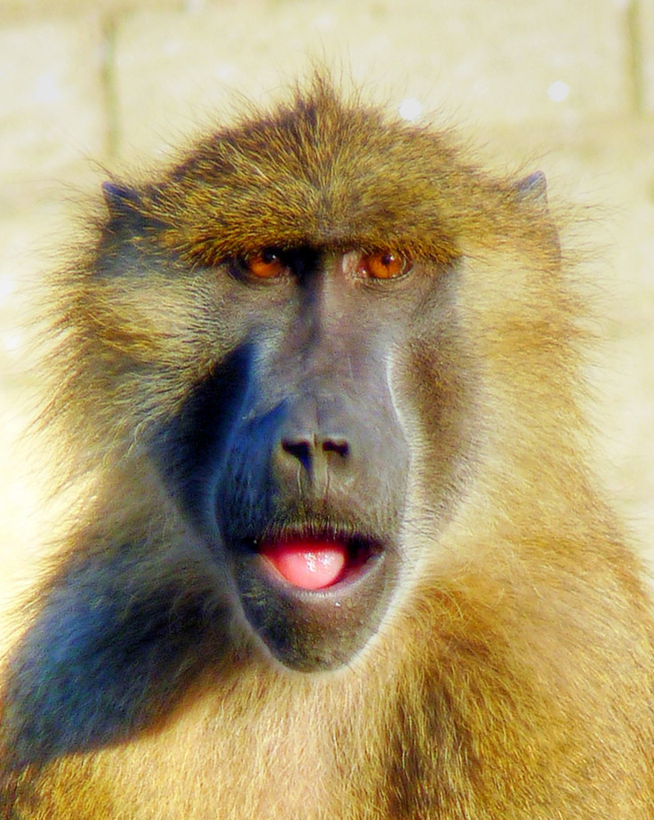 Guinea baboon