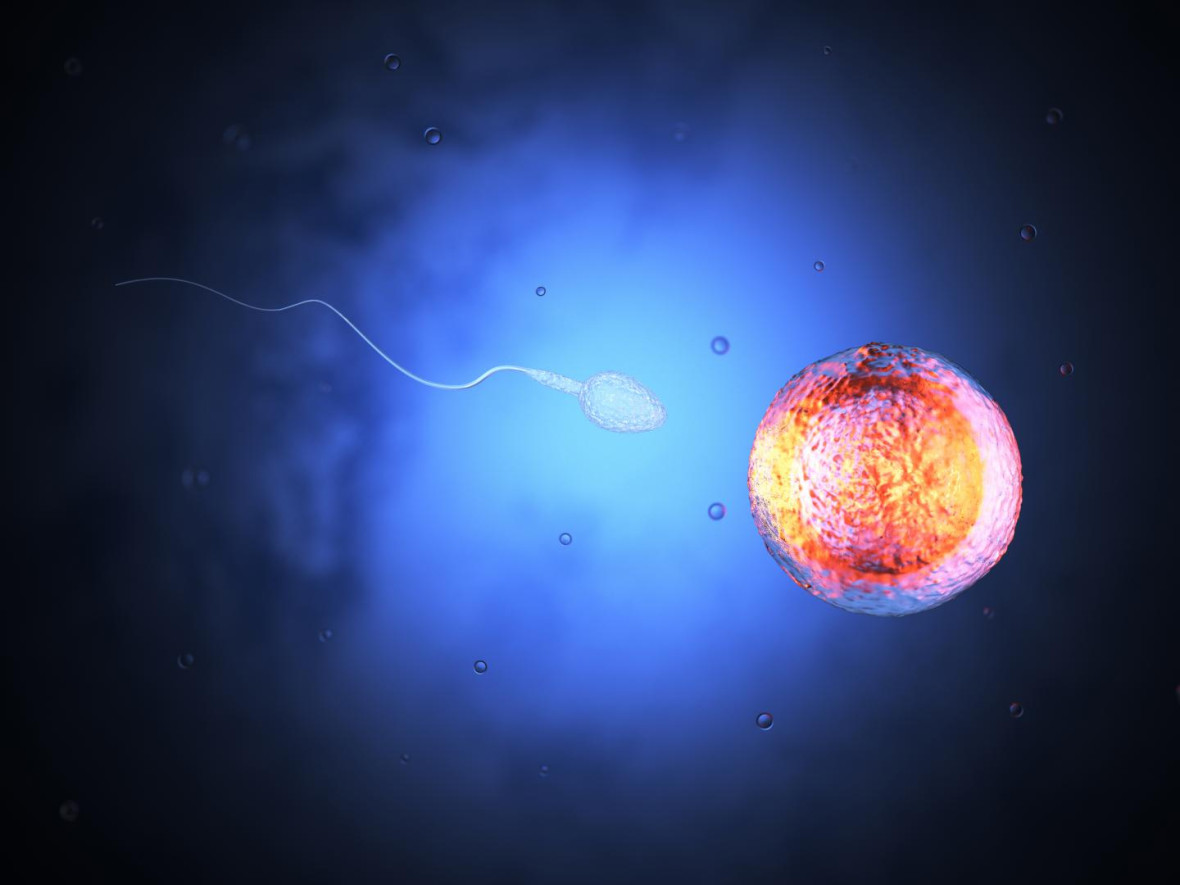 reproductive cells reproductive cells