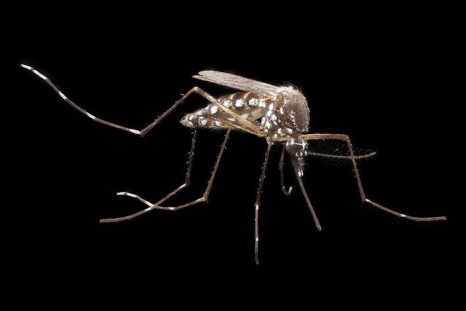 mosquito dengue fever
