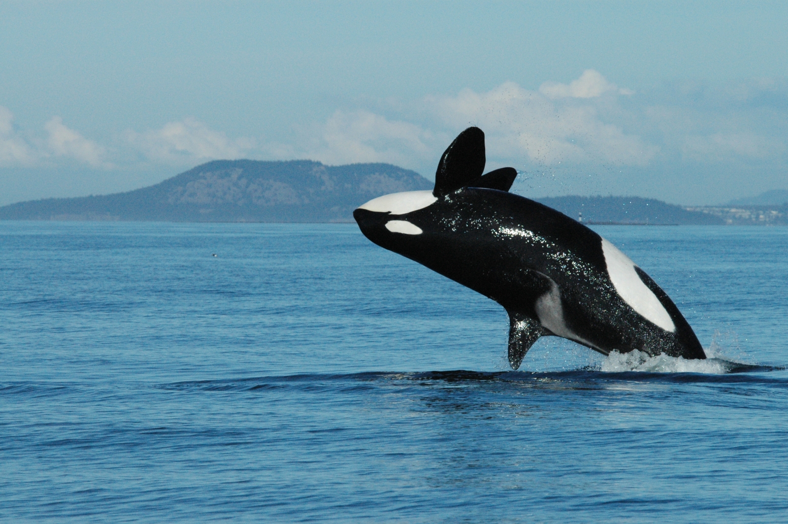 Why menopause happens? Killer whales shed light on human 