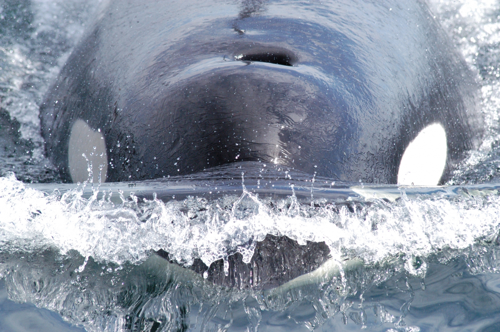 Killer Whale Swimming