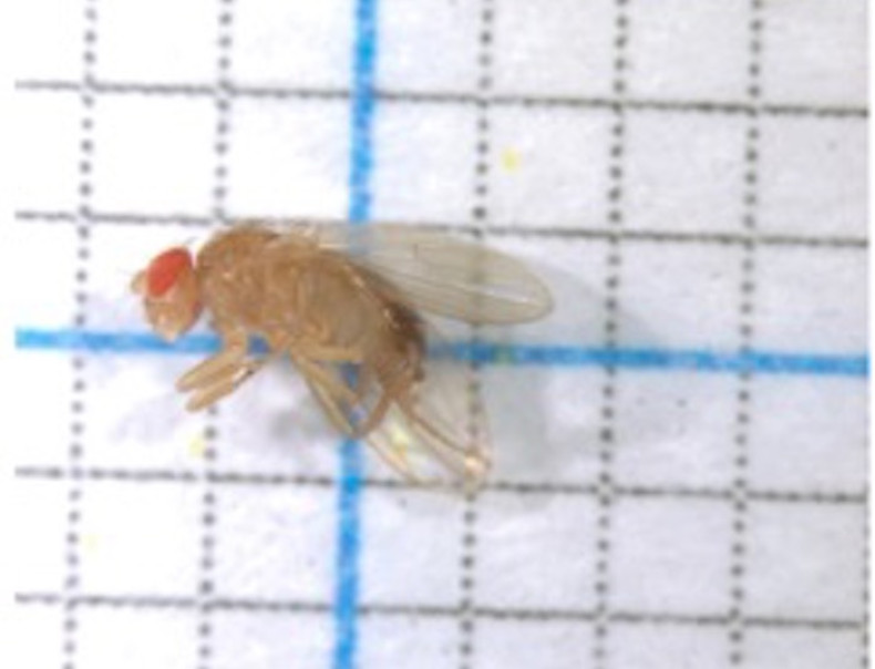 Transgenic fly