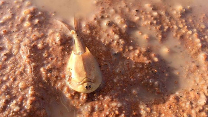 Prehistoric shrimp brought back to life 