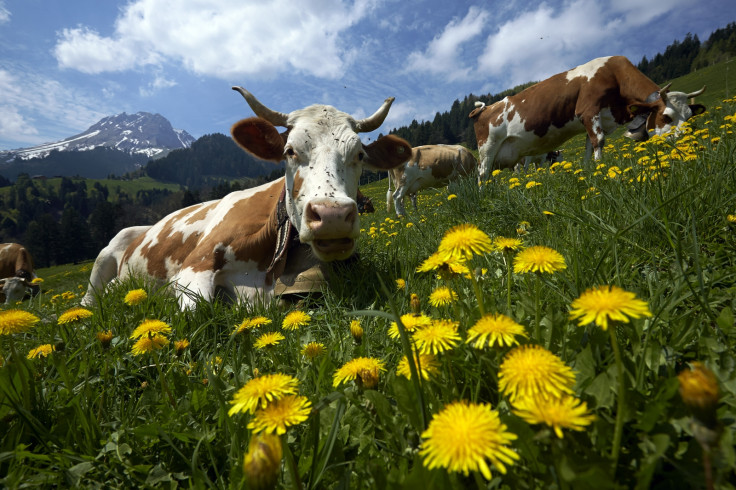 Swiss Cow