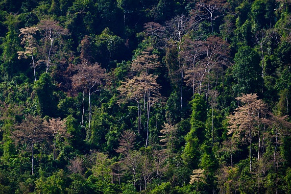 forest Cambodia