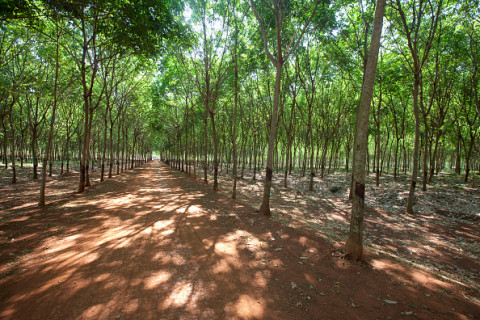rubber plantation Cambodia
