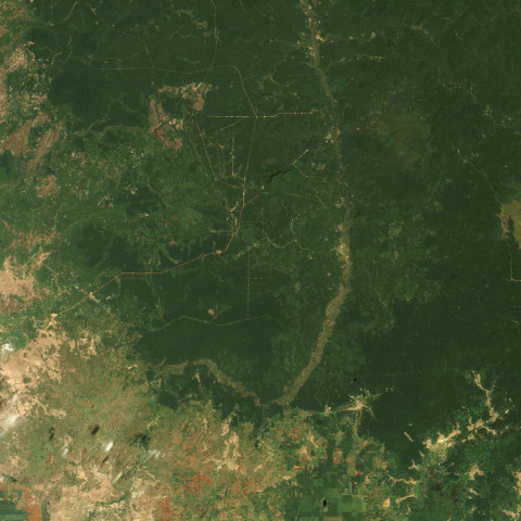 forest Cambodia