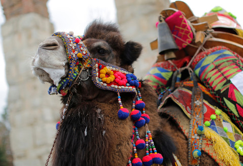 Selcuk-Efes Camel Wrestling Festival