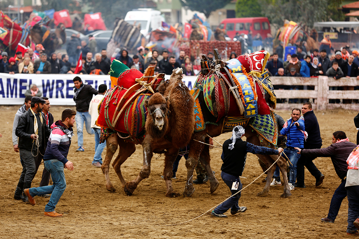 Selcuk-Efes Camel Wrestling Festival